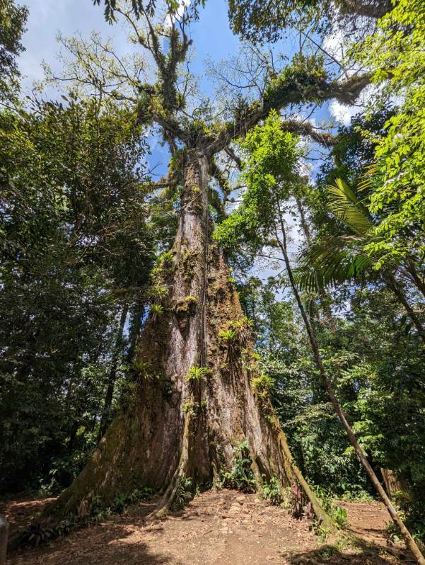 Oldest Tree in Costa Rica near Rio Celeste