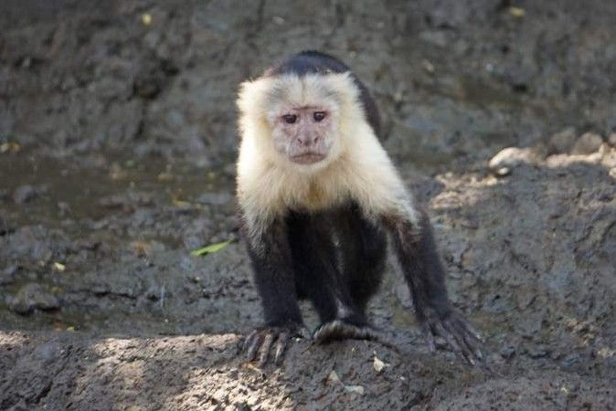costa rica 7 day family itinerary white faced monkey