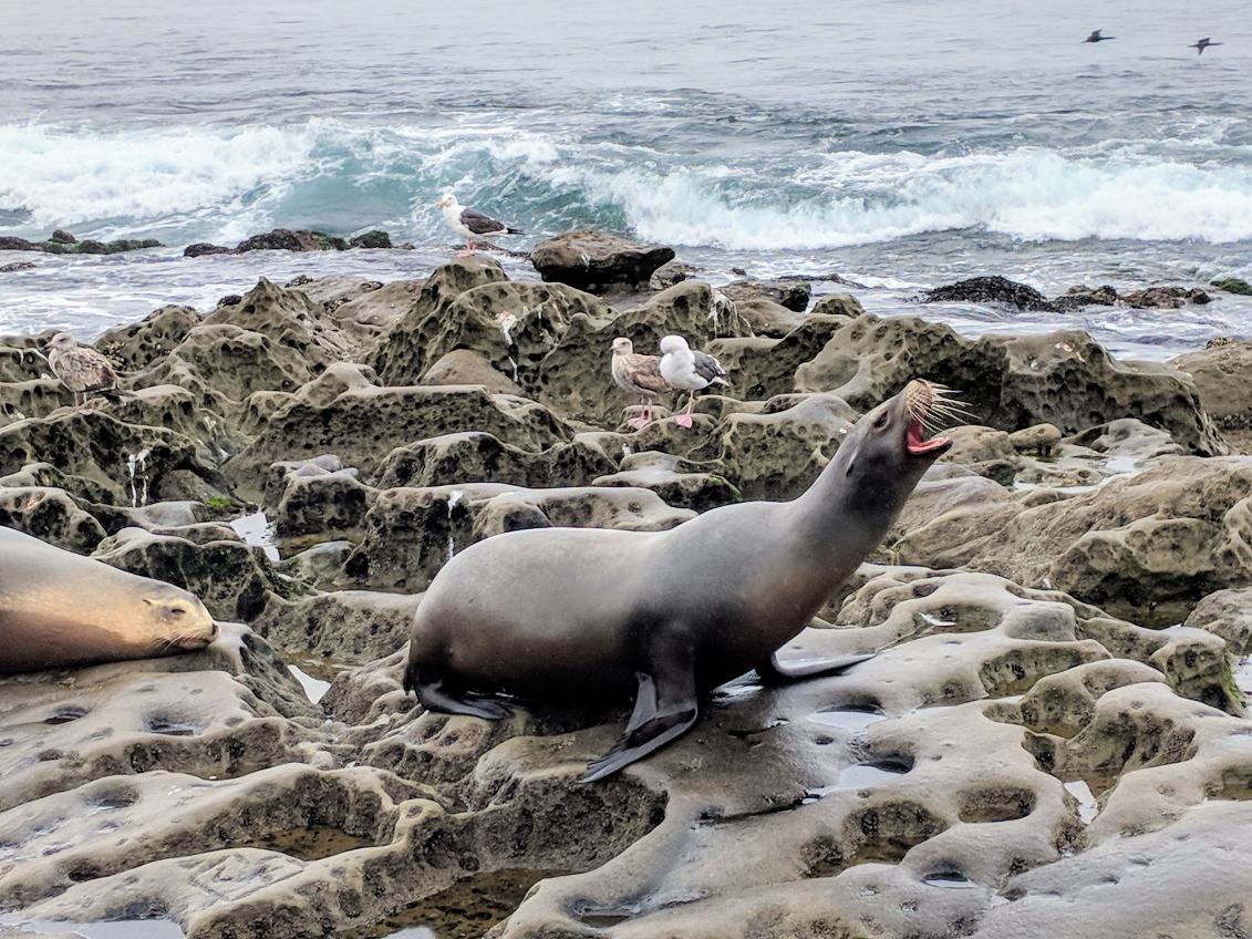 weekend in la jolla sea lion itinerary