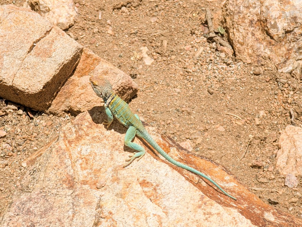 Brightly colored turquoise and green male Eastern Collared Lizard sunning on a rock at Black Canyon of the Gunnison National Park